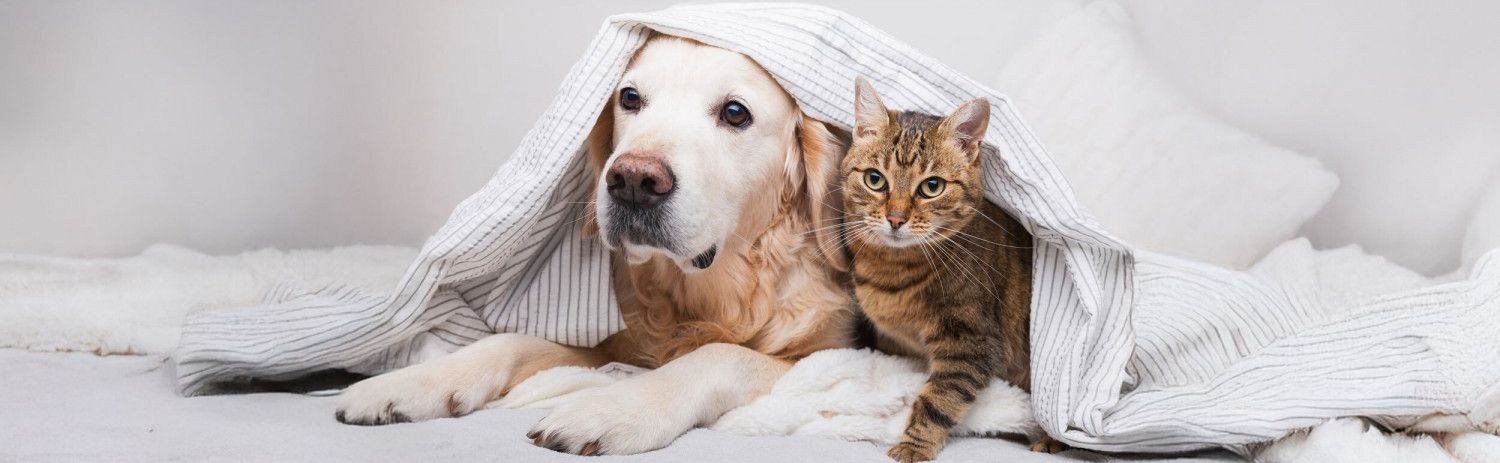 Dog and cat under blanket
