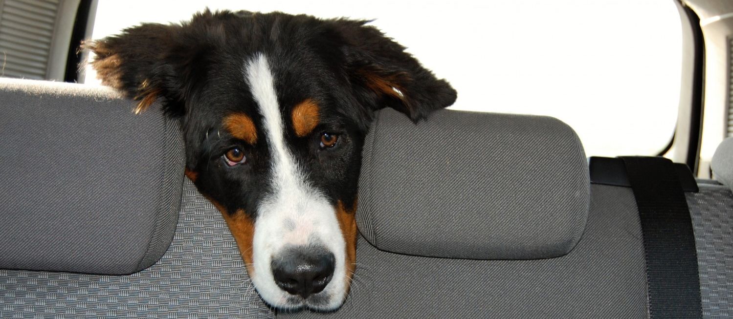 Dog in car